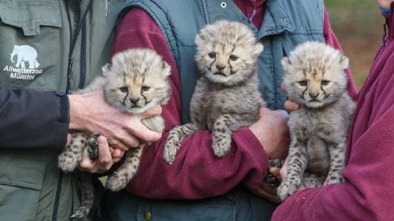 DEU Germany North Rhine-Westphalia Münster 09 11 2018 Three at one stroke Pleasing breeding success with cheetahs in the all-weather zoo Münster Press date in the cheetah enclosure The dam Isantya has been classified as genetically valuable by the European Herd Book EEP