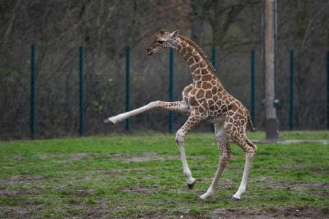 For the first time the Rothschild giraffe Ella Giraffa camelopardalis rothschildi, born on 03 11 2018, explores the open-air enclosure in the Berlin Friedrichsfelde zoo Photo Volker Hohlfeld Ellas first excursion