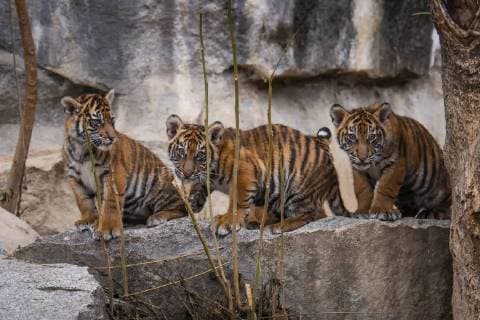 On 22 11 2018 the four Sumatra tiger babies Panthera tigris sumatrae born on 04 08 2018 in the zoo Berlin Friedrichsfelde received the names Kiara Oscar Willi and Seri Sumatra Tiger belong to the rarest big cats of the world According to estimates only 350 to 450 tigers live in the rain forests of Sumatra in freedom Volker Hohlfeld Tiger Baptism