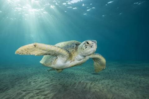 Soup turtle Chelonia mydas swims above sandy bottom in blue water Red Sea Marsa Alam Egypt Africa Copyright: imageBROKER/AndreyxNekrasov ibxaaa04779589.jpg