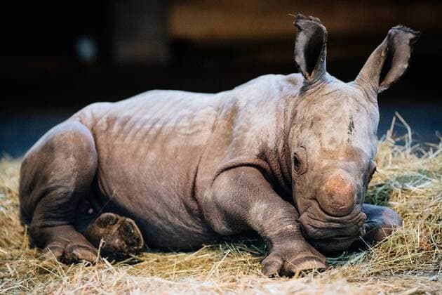 Erfurt 090119 Thuringian Zoopark Erfurt White Rhino Baby In picture The rhinoceros bull born on 29 December 2018 gets to know his world in the Erfurt Zoo Together with his mother Marcita he explores the stable