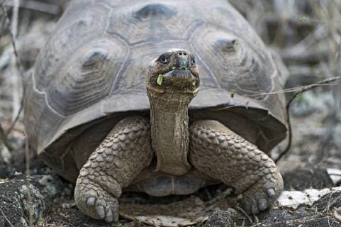 Galapagos giant tortoise (Chelonoidis nigra ssp), in situ, Isabela Island, Galapagos Islands, Ecuador
