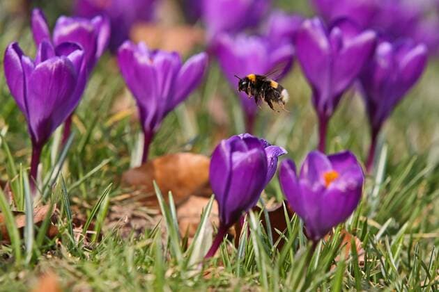 Before the weather change, the day showed itself once again springlike crocuses blooming in the castle park at the Upper Castle on a meadow a bumblebee flies around the crocuses winter in Siegerland on 28 02 2019 in Siegen Germany
