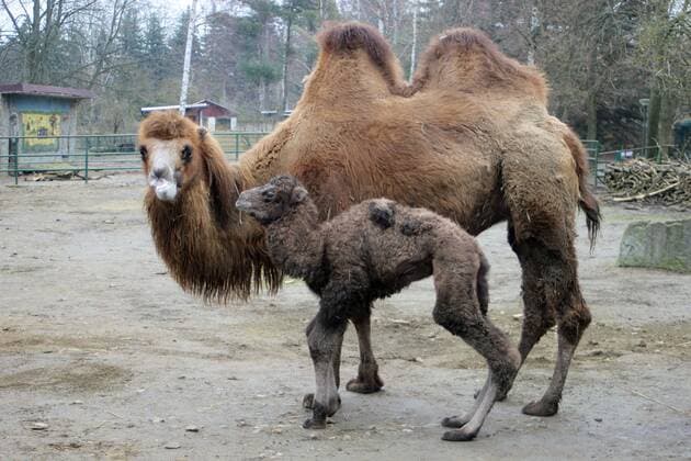 Weißwasser offspring in camel enclosure Tina and Hannes get fourth child Tierpark Weißwasser Teichstraße 02 03 2019 around 10 a.m. Great news came already on Wednesday from the zoo in Weißwasser The two camels Ti Copyright: xLausitzNews.de MartinxBennerx