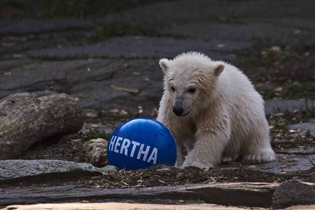 The polar bear baby Hertha will play at the Tierpark in Berlin Germany on 02 04 2019 The name of the polar bear born in the Tierpark on 01 December 2018 was officially announced today