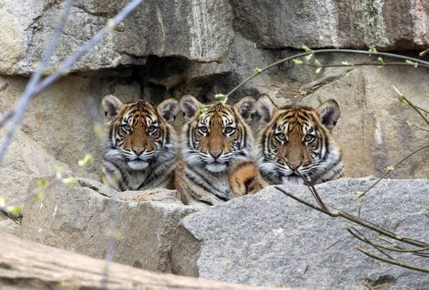 29 03 2019 Berlin GER Siberian Tigers Amur Tigers Amur Tiger Species Conservation species conservation attention outdoors outdoor view Berlin view camera eye contact German Germany Europe European fauna big cats kittens camera view cats nature next to each ot