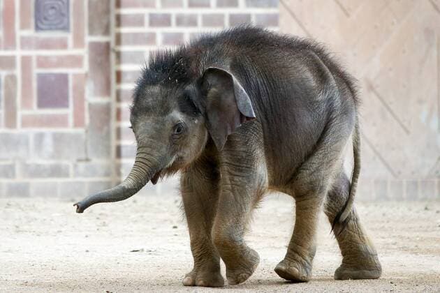 Leipzig 11 04 2019 Zoo Leipzig Elephant temple Ganesha Mandir The male elephant calf, born on 25 January 2019, explores the grounds of the elephant temple together with the elephant cow Don Chung In the picture Elephant baby on the outside grounds