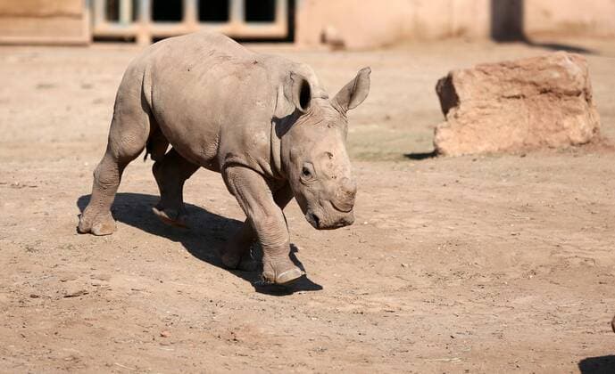 Thüringer Zoo 16 04 2019 Erfurt Thüringer Zoopark Southern white rhino Kiano was born in December 2018 now he is exploring the open-air enclosure there is much to discover but mum Marcita must not be too far away