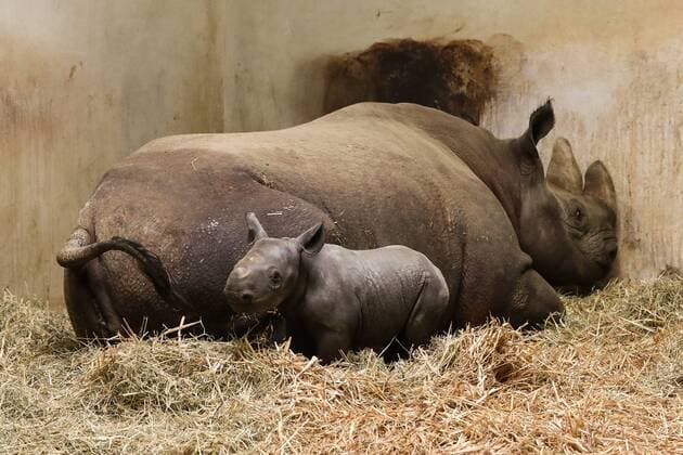 Introduction Rhinoceros calf offspring at Magdeburg Zoo Black rhinoceros cow Maleika got offspring which was presented to the public for the first time today Photographed on 07 05 2019