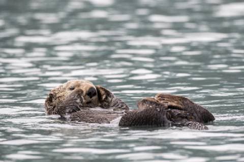 Sea Otter Enhydra lutris swims on its back, Seward, Alaska, USA, North America Copyright: imageBROKER RobertxHaasmann iblroh04892028.jpg