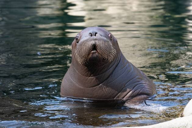 Hello water there I am First official swimming hour 80 kilogram heavy Hamburg baby moustache carrier dives for the first time on Accompanied is walrus baby from the 23 year old mother Polosa Hagenbecks Tierpark Hamburg Walrus Hagenbeck keeper Dirk Stut