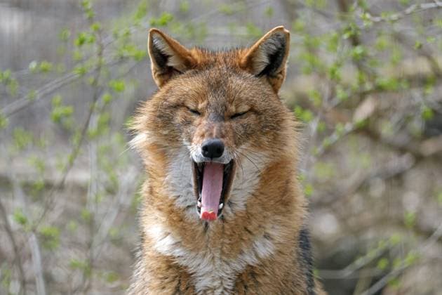 Golden Jackal Canis aureus , yawns, animal portrait, Austria, Europe Copyright: imageBROKER RonaldxWittek ibxron04898083.jpg