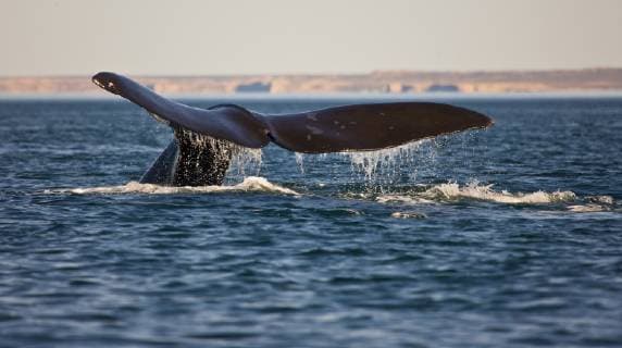 BALAENA GLACIALIS AUSTRALIS Southern right whale (Eubalaena australis Balaena glacialis australis) tail fluke, diving, Valdes Peninsula, Patagonia, Argentina, Oct 2008  1325795 JuanxCarlosxMunoz