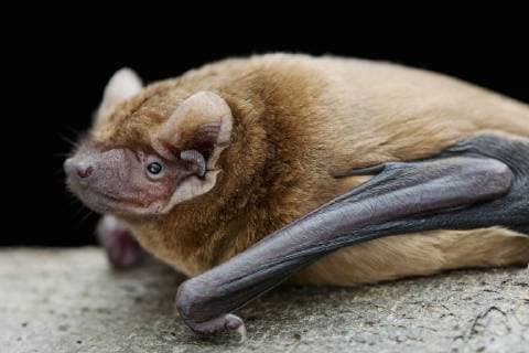 NYCTALUS NOCTULA Noctule bat (Nyctalus noctula) Captive, UK  1340570 SimonxColmer