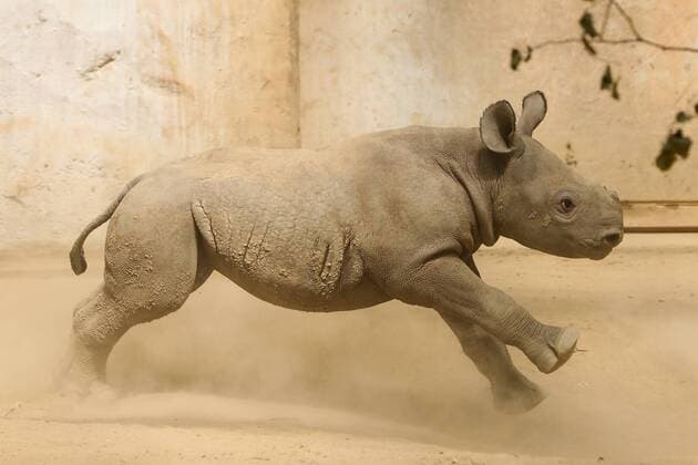 Rhino offspring at Magdeburg Zoo, black rhino Maleika plays with her offspring in the indoor enclosure Photographed on 07 06 2019