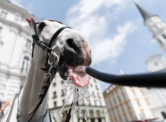 Vienna THEMEMENBILD first heat wave of the year is on its way, in the picture Fiaker horses receive water, recorded on 10 June 2019 in Vienna, Austria Over the next few days, the thermometer is expected to move in the direction of 35 degrees Celsius and above Vienna, Austria on 2019 06 10  EX_GRU