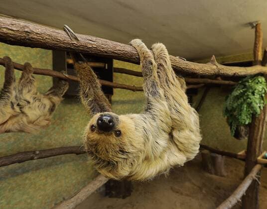 14 06 2019 Bergzoo Halle The oldest sloth in the world , Paula celebrates his 50th birthday today Two-finger sloth or Unau - partly only two-finger sloth called Choloepus didactylus