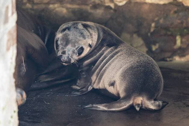 Seelöwen Nachwuchs im Kölner Zoo Lucy is the first offspring since 2015 at the Californian Seelöwen For the first time the nine year old Lina mother Kölner Zoo NRW Kölner Germany