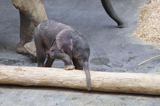 Elephant baby in Vienna Vienna, Tiergarten Schönbrunn, 18 07 2019 The 5-day-old elephant baby Girl is having her first experiences, the baby has no names yet, the mother is the 27-year-old Numbi Elephant Baby, Elephant baby