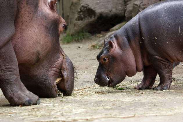 the hippo or hippo or Hippopotamus is a large herbivorous mammal from central and southern Africa where it lives near water esc is one of the heaviest land-living in mammals after elephants, together with the w