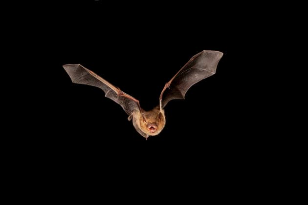 Eastern Pipistrelle (Perimyotis subflavus) flying, San Saba County, Texas, USA. Controlled conditions. July  1557527 JohnxAbbott