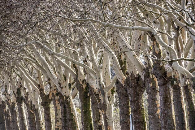 Bare trees, avenue, plane trees, bark chipped,