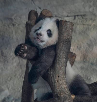 Berlin, 31 01 2020 The second day that the panda twins Meng Xiang and Meng Yuan aka Pit and Paule with their mother Meng Meng can be seen here A young animal is practicing climbing