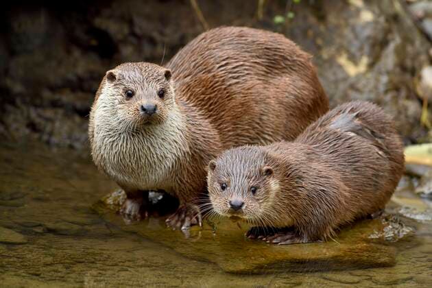 Otter Lutra lutra , female with young animal sitting on stone on the bank of a pond, Captive, Switzerland, Europe Copyright: imageBROKER StefanxHuwiler ibxshu05094555.jpg