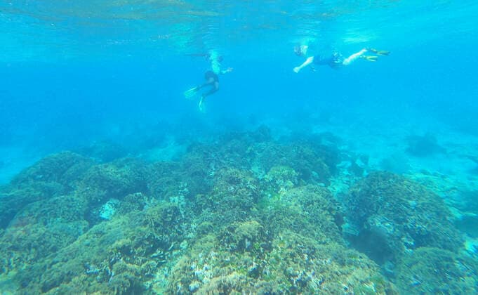 Snorkeling on the reef at Caribe Point with Jolly Adventures on Roatan 01 02 2020 Roatan with Costa Luminosa