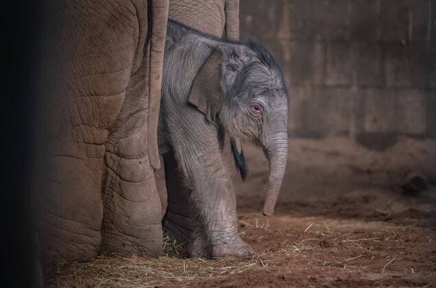 News Themen der Woche KW09 News Bilder des Tages February 27, 2020, Chester, United Kingdom: A rare Asian elephant has been born at Chester Zoo...The healthy female calf arrived to 15-year-old mum Sundara Hi Way following a 22-month gestation, with the birth caught on the zooâ€⠢s CCTV cameras...Elephant experts at the zoo †who monitored the birth remotely †say both mum and calf are doing â€oeever so well.â€Â..The new calf was welcomed by the rest of the family herd, including one-year-old half-brother Anjan, who experienced a birth for the first time, and three-year-old sister, Indali...Katie Morrison, Assistant team Manager of Elephants at the zoo, described the â€oewonderful†birth as a â€oegreat learning experience for the family herd.â€Â..She said:..â€oeA birth is a wonderful, positive social event for the elephants and is always a grea - ZUMAc218 20200227_zia_c218_034 Copyright: xCOVERxImagesx