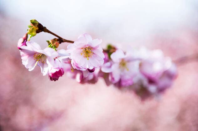 Cherry blossoms begin to bloom in Erfurt on 16 March 2020