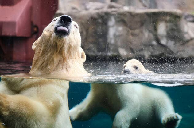 First exit of the still nameless polar bear baby with its polar bear mother Milana into the open-air enclosure at Hannover Adventure Zoo, 20 03 2020 Foto:xU.xStammx xFuturexImage