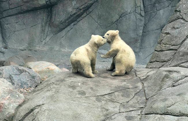 Report from a crowded Aalborg Zoo, Thursday, April 2, 2020 The polar bear Malik is out with his two cubs, an event that would otherwise have attracted a large audience. Denmark,  Copyright: HenningxBagger HenningxBaggerx spdk20200402-144403-L