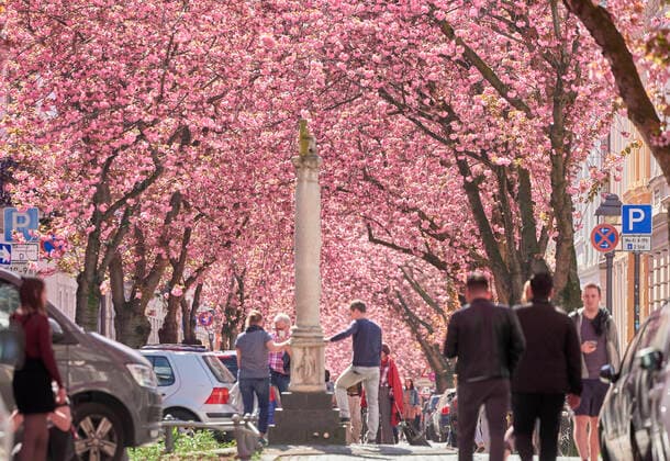 Many visitors despite corona crisis at the cherry blossom in the old town of Bonn in Bonn, Germany on 5 04 2020