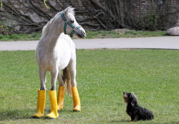 09 04 2020, Neuenhagen, Brandenburg, GER Pony in rubber boots waiting for rain outside with his friend the rough-haired dachshund, outdoor shot, Brandenburg, dachshund, german, germany, european, rubber boots, humor, dog, small horse, funny, meteorology, Newenhagen, nobody, pony, QF, landscape, rough-haired dachshund, bizarre, scurrile, animals, animal kingdom, wildlife, dry