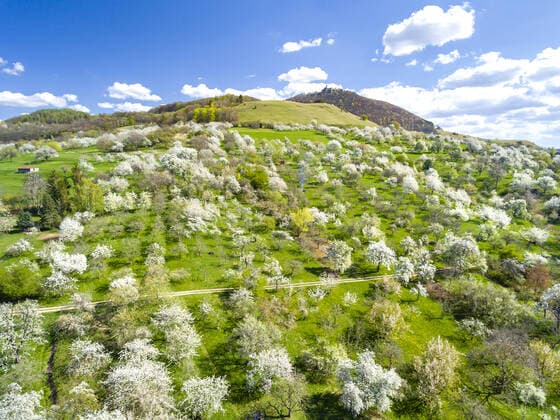 DEU, Germany, Baden Württemberg, Owen, 12 04 2020 Orchard meadow near Owen in spring Apple, cherry and pear trees are in full bloom Teck Castle in the background
