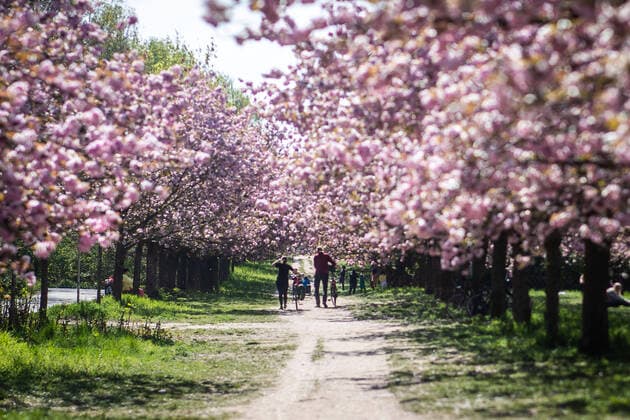 The Japanese TV Asahi Cherry Blossom Avenue on 24 April 2020 on the border of Berlin and Brandenburg near Teltow Passers-by in the Cherry Blossom Avenue Japanese Cherry Blossom Avenue