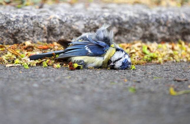 blue tit 30 04 2020 , Erfurt, dead blue tit Cyanistes caeruleus is lying on the ground, at the moment an increased death of songbirds is observed, the bacterium Suttonella ornithocola is responsible