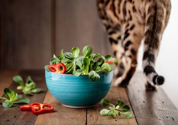 cat,salad lqs-kkk