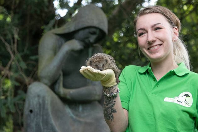 Lower Saxony, Hannover, 19 05 2020, The director of the Aktion Tier Igelzentrum Niedersachsen, Lieneke Behrends keeps a hedgehog at the city cemetery Engesohde Five hedgehogs that have been wintering in the Hedgehog Centre in Laatzen Region Hannover have been released into the wild at the cemetery