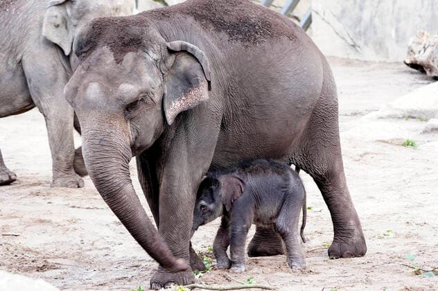 Offspring in Cologne Zoo with the elephant mother Shu Thu Zar gave birth to a little elephant cow last night The little elephant baby is well and was allowed to go outside for the first time Cologne, 18 06 2020 Foto:xJ.xKrickx xFuturexImage