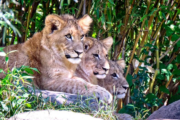 Leipzig Zoo Lions Panthera leo offspring at Leipzig Zoo The 6 month old lion triplets have been christened Mateo, Hanna and Elsa 20200624MIC0830