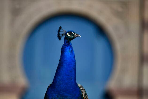 Blue peacock Pavo cristatus, captive, Stuttgart, Baden Württemberg, Germany Animals