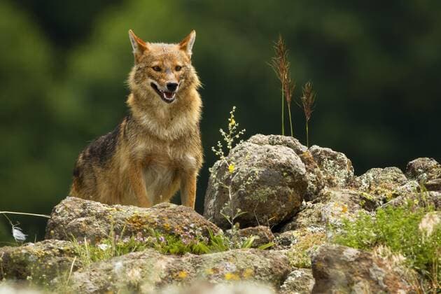 Golden jackal peaking out on horizon of rocky mountains in summer Copyright: xWildMediax Panthermedia28234018