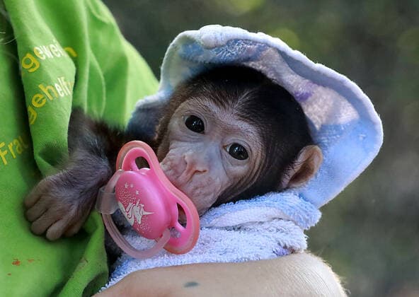 11 08 2020 Tierpark Köthen Hand raising Berber monkey baby Lia 4 weeks old, the mother had no milk after birth and is now raised by hand by zookeeper Steffi Schwingeweitzen
