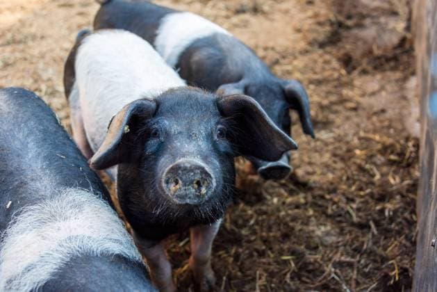 Rearing Angeler saddle pigs on the experimental farm Lindhof of the University of Kiel