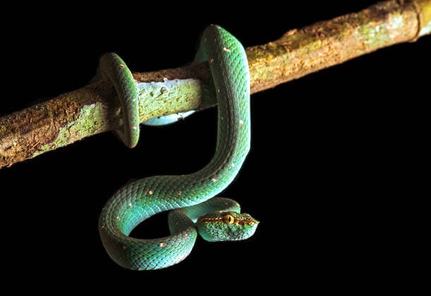 Philippine Temple Viper Tropidolaemus subannulatus , hanging down from a branch, Malaysia, Sabah, Danum Valley North Philippine temple pitviper, Bornean Keeled Green Pit Viper Tropidolaemus subannulatus , hanging down from a branch, Malaysia, Sabah, Danum Valley BLWS625649 Copyright: xblickwinkel G.xFischerx