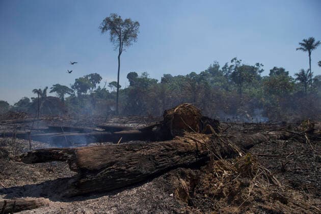 IMAGO Nature: Unsere Erde, Umweltverträgliche Herausforderungen, Regenwald August 15, 2020, Novo Progresso, Paro, BRAZIL: Smoke arises from a burnt log in an area of the Amazon jungle hit by fire, in the municipality of Novo Progresso, in the state of Paro¡, on Saturday, August 15. In July, the federal government issued a decree banning burning throughout Brazil for 120 days. The veto comes amid pressure from national and international investors due to the country s negative image abroad caused by environmental management and increased deforestation. Novo Progresso BRAZIL - ZUMAs255 20200815_zip_s255_007 Copyright: xFernandoxSouzax