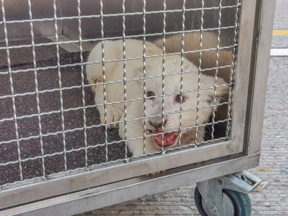 Lion cub discovered in accident, 08 09 2020, Baden Württemberg, Kronau A small lion is sitting in its transport box after being freed from a vehicle after an accident on the A5 motorway After a serious rear-end collision, the A5 motorway between the Kronau Kreis Karlsruh Copyright: x xonw-imagesx xEinsatz-Report24x xJulianxBuchnerx
