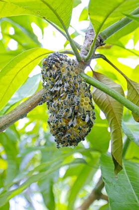 Wild bee nest, Phang Nga, southern Thailand, McPINS McPINS